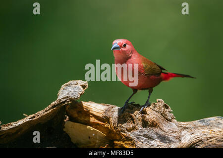 Jameson's firefinch in Mapungubwe National Park, Südafrika; Specie Lagonosticta rhodopareia Familie Estrildidae Stockfoto