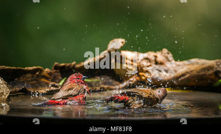 Jameson's firefinch in Mapungubwe National Park, Südafrika; Specie Lagonosticta rhodopareia Familie Estrildidae Stockfoto