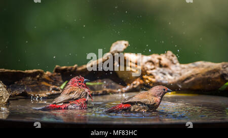 Jameson's firefinch in Mapungubwe National Park, Südafrika; Specie Lagonosticta rhodopareia Familie Estrildidae Stockfoto