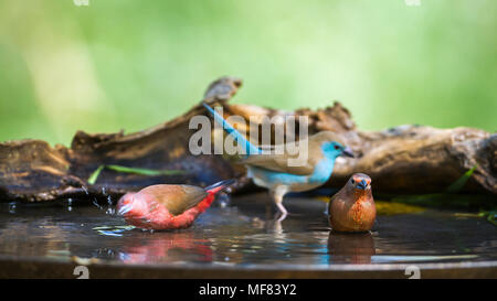 Jameson's Fire Finch und Bud-breasted cordonbleu in Mapungwe Nationalpark, Südafrika; Specie Lagonosticta rhodopareia und Uraeginthus angolensis Stockfoto