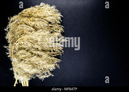 Flauschige beige Reed verbogen Tops auf schwarzem Hintergrund Oberfläche mit freier Speicherplatz Stockfoto