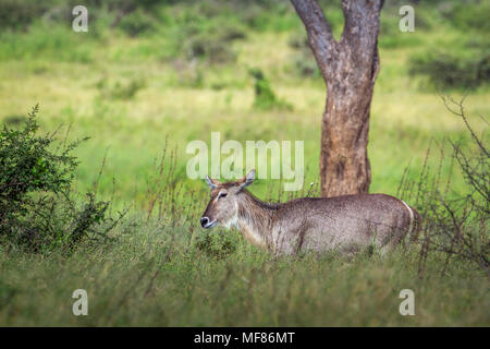 Gemeinsame wasserbock im Krüger Nationalpark, Südafrika; Specie Kobus ellipsiprymnus Familie der Hornträger Stockfoto