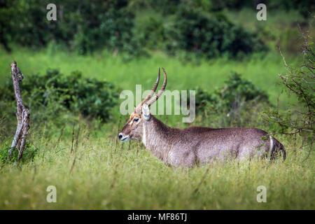 Gemeinsame wasserbock im Krüger Nationalpark, Südafrika; Specie Kobus ellipsiprymnus Familie der Hornträger Stockfoto