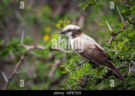 Weiß - gekrönte shrike im Krüger Nationalpark, Südafrika; Specie Eurocephalus anguitimens Familie Laniidae Stockfoto