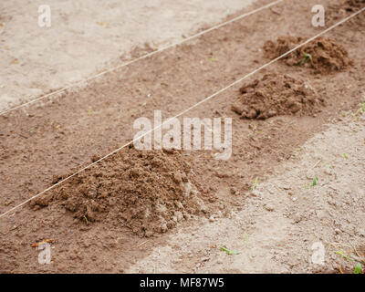 Frische maulwurfhügel Schäden in einem Gemüsegarten, wo Pflanzen in einer Linie gesät worden war. Stockfoto