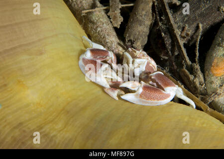 Porzellan Krabben (neopetrolisthes Maculatus). Bild wurde in der Banda Sea, Ambon, West Papua, Indonesien Stockfoto