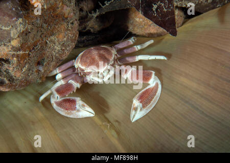 Porzellan Krabben (neopetrolisthes Maculatus). Bild wurde in der Banda Sea, Ambon, West Papua, Indonesien Stockfoto