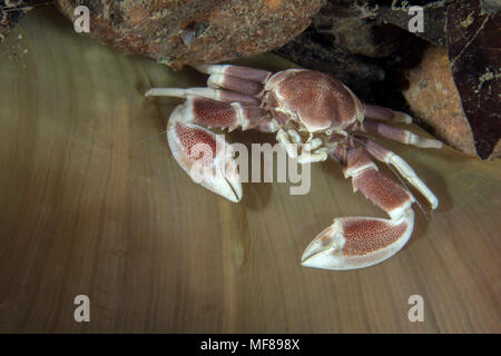 Porzellan Krabben (neopetrolisthes Maculatus). Bild wurde in der Banda Sea, Ambon, West Papua, Indonesien Stockfoto