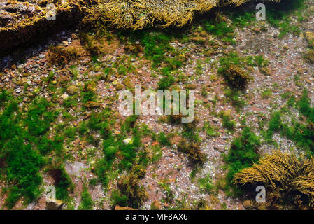 Wasserpflanzen wachsen in klares Wasser entlang der Küste bei Ebbe. Stockfoto