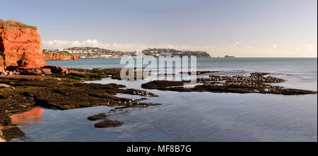 Seevögel auf exponierten Felsen bei Ebbe mit Blick in Richtung Torquay von Paignton. Stockfoto