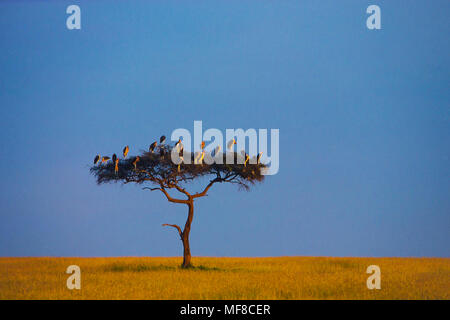 Marabou Störche Barsch in der einsamen Akazie, Masai Mara, Kenia; Teil der Serengeti Ökosystem Stockfoto