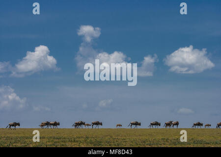 Gnus und Kälber, Migration, Wandern in einer Linie, einzelne Datei, Serengeti National Park, Tansania. Stockfoto