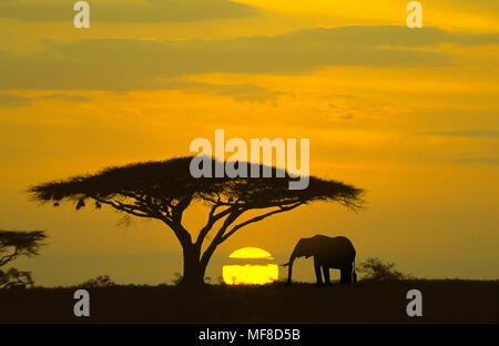 Elefanten und Akazie bei Sonnenaufgang, Serengeti National Park, Tansania. Gefährdete Arten durch Wilderei für Elfenbein. Stockfoto