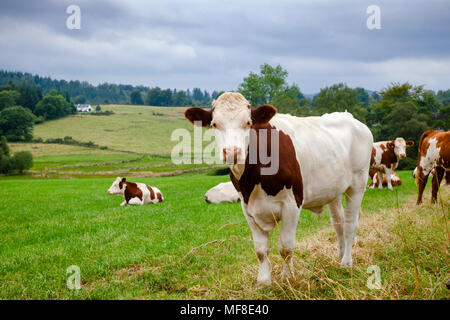 Holstein friesische Rinder auf der Weide in Schottland Großbritannien Stockfoto