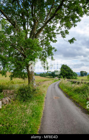 Sommer ländliche Landschaft mit Wicklung eine einspurige Landstraße durch eine malerische grüne Felder entlang Trockenmauern Deiche in Schottland Großbritannien Stockfoto