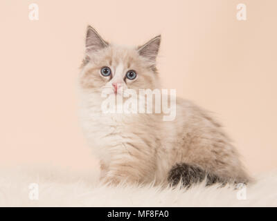 Schöne flauschige rag doll Baby Katze Kätzchen sitzend mit Blick auf die Kamera von der Seite auf einem creme-weißen Hintergrund gesehen Stockfoto