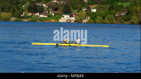 Rudern auf der Donau. Rudernde Mannschaft beim Training. Stockfoto