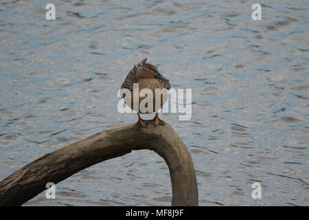 Eine weibliche Stockente thront auf einem Zweig am Fluss. Stockfoto