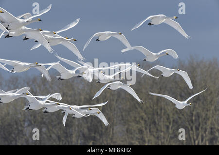 Singschwan - Cygnus cygnus Stockfoto