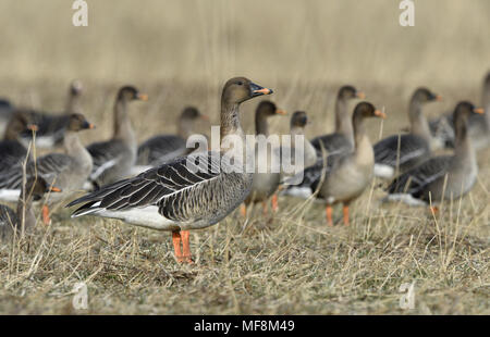 Bean Goose, Anser fabalis Unterart fabalis aka Taiga Bean Goose Stockfoto