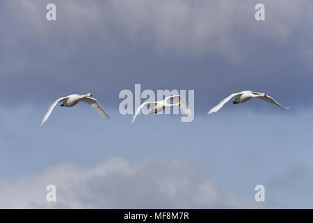 Singschwan - Cygnus cygnus Stockfoto