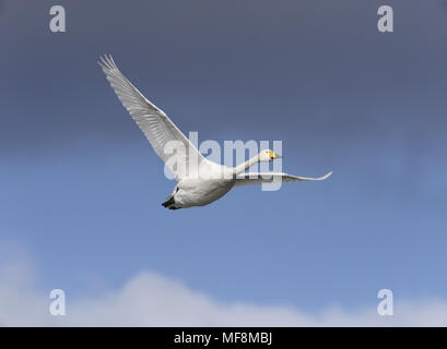 Singschwan - Cygnus cygnus Stockfoto