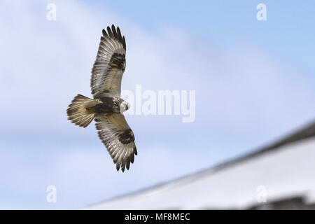 Rough-legged Buzzard - Buteo lagopus Stockfoto