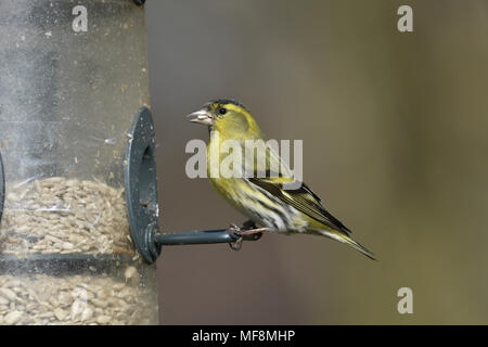 Siskin - Carduelis spinus - Mann im Garten des Schrägförderers Stockfoto