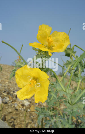 Gelbe gehörnte-Mohn - Glaucium flavum Stockfoto