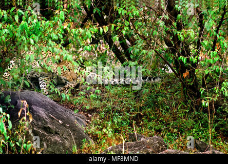 Leopard eyeing Beute. Gefleckten Fell macht es in der besseren Mischung Beute sruprise. Kenia, Masai Mara National Reserve. Stockfoto