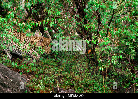 Leopard eyeing Beute. Gefleckten Fell macht es in der besseren Mischung Beute sruprise. Kenia, Masai Mara National Reserve. Stockfoto