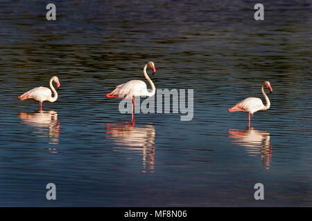 Flamingos im Lake Ndutu, Serengeti National Park, Tansania. Stockfoto