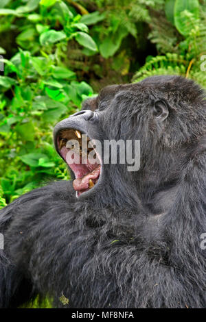 Silverback Mountain Gorilla, Volcanoes National Park, Ruanda, gähnen. Stockfoto