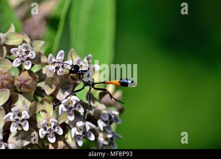 Red-banded Sand wasp Ammophila sabulosa Close-up auf einer Blume Stockfoto