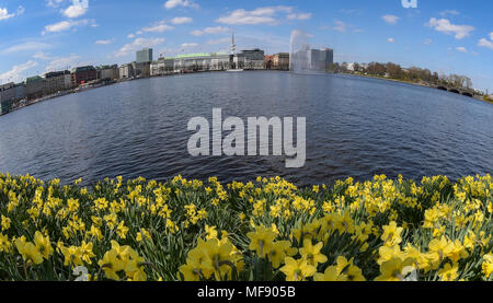 17 April 2018, Deutschland, Hamburg: Gelbe Narzissen blühen an den Ufern der Binnenalster bei sonnigem Wetter und frühlingshaften Temperaturen. Foto: Axel Heimken/dpa Stockfoto