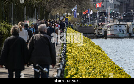 17 April 2018, Deutschland, Hamburg: Gelbe Narzissen blühen an den Ufern der Binnenalster bei sonnigem Wetter und frühlingshaften Temperaturen. Foto: Axel Heimken/dpa Stockfoto