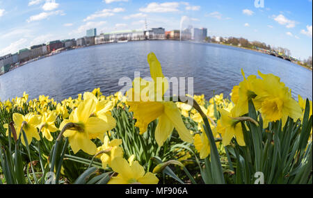 17 April 2018, Deutschland, Hamburg: Gelbe Narzissen blühen an den Ufern der Binnenalster bei sonnigem Wetter und frühlingshaften Temperaturen. Foto: Axel Heimken/dpa Stockfoto