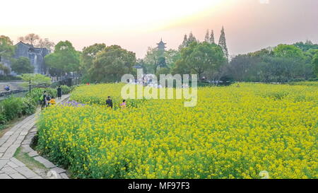 Lijiang, Lijiang, China. 25 Apr, 2018. Jiashan, China 25. April 2018: Cole Blumen blühen in Wuzhen Ancient Town in Lijiang, der ostchinesischen Provinz Zhejiang. Credit: SIPA Asien/ZUMA Draht/Alamy leben Nachrichten Stockfoto