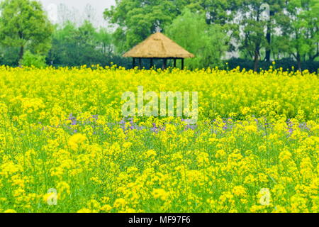 Lijiang, Lijiang, China. 25 Apr, 2018. Jiashan, China 25. April 2018: Cole Blumen blühen in Wuzhen Ancient Town in Lijiang, der ostchinesischen Provinz Zhejiang. Credit: SIPA Asien/ZUMA Draht/Alamy leben Nachrichten Stockfoto