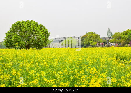 Lijiang, Lijiang, China. 25 Apr, 2018. Jiashan, China 25. April 2018: Cole Blumen blühen in Wuzhen Ancient Town in Lijiang, der ostchinesischen Provinz Zhejiang. Credit: SIPA Asien/ZUMA Draht/Alamy leben Nachrichten Stockfoto