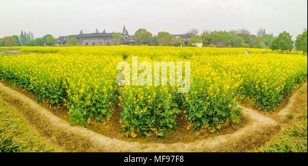 Lijiang, Lijiang, China. 25 Apr, 2018. Jiashan, China 25. April 2018: Cole Blumen blühen in Wuzhen Ancient Town in Lijiang, der ostchinesischen Provinz Zhejiang. Credit: SIPA Asien/ZUMA Draht/Alamy leben Nachrichten Stockfoto