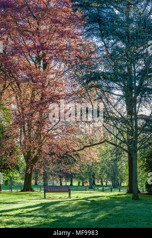 Northampton. Großbritannien 25. April 2018. Wetter. Einen hellen und sonnigen Start in den Tag in Northamptonshire Premier Park, das frische Grün und Bronze blättern und Rosa und weiße Blüte um Abington Park mit der Sonne werfen lange Schatten unter den Bäumen am Morgen Credit: Keith J Smith./Alamy leben Nachrichten Stockfoto