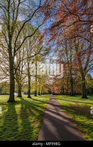 Northampton. Großbritannien 25. April 2018. Wetter. Einen hellen und sonnigen Start in den Tag in Northamptonshire Premier Park, das frische Grün und Bronze blättern und Rosa und weiße Blüte um Abington Park mit der Sonne werfen lange Schatten unter den Bäumen am Morgen Credit: Keith J Smith./Alamy leben Nachrichten Stockfoto