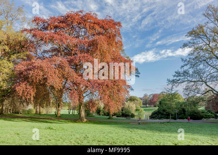 Northampton. Großbritannien 25. April 2018. Wetter. Einen hellen und sonnigen Start in den Tag in Northamptonshire Premier Park, das frische Grün und Bronze blättern und Rosa und weiße Blüte um Abington Park mit der Sonne werfen lange Schatten unter den Bäumen am Morgen Credit: Keith J Smith./Alamy leben Nachrichten Stockfoto