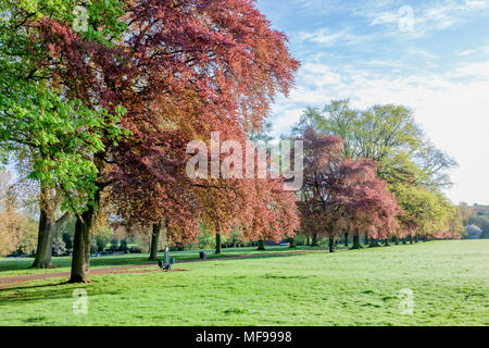 Northampton. Großbritannien 25. April 2018. Wetter. Einen hellen und sonnigen Start in den Tag in Northamptonshire Premier Park, das frische Grün und Bronze blättern und Rosa und weiße Blüte um Abington Park mit der Sonne werfen lange Schatten unter den Bäumen am Morgen Credit: Keith J Smith./Alamy leben Nachrichten Stockfoto