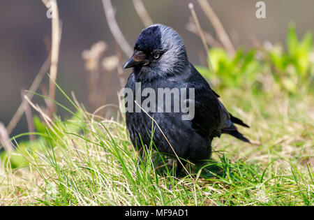 Eine Nahaufnahme Portrait von Eurasischen Dohle (Corvus Monedula) am Rande des Avon Gorge in Bristol (Großbritannien) Stockfoto