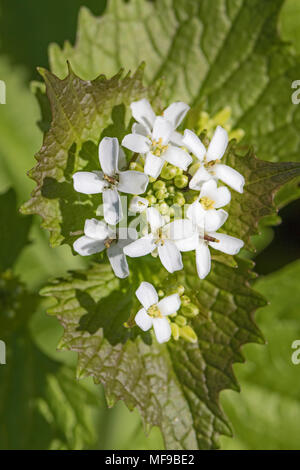 Knoblauchsrauke (Alliaria Petiolata) Stockfoto