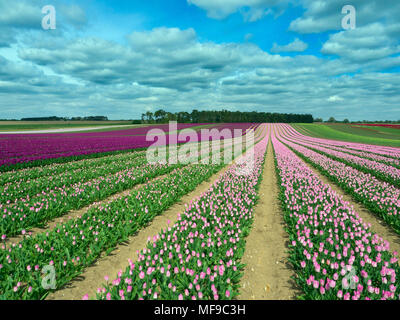 Tulpen in Blüte in der Nähe von Swaffham in der Norfolk Breckland Stockfoto