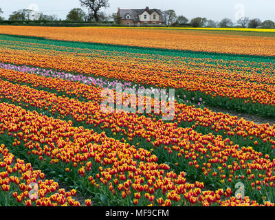 Tulpen in Blüte in der Nähe von Swaffham in der Norfolk Breckland Stockfoto