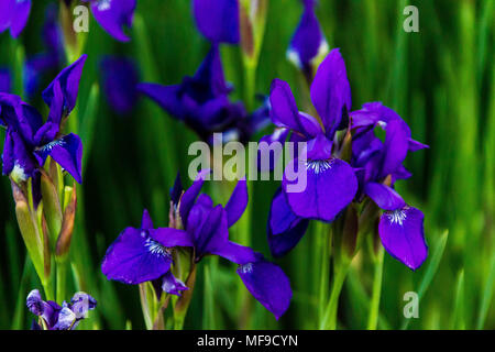 Patch von Blue Iris am frühen Morgen wind Stockfoto